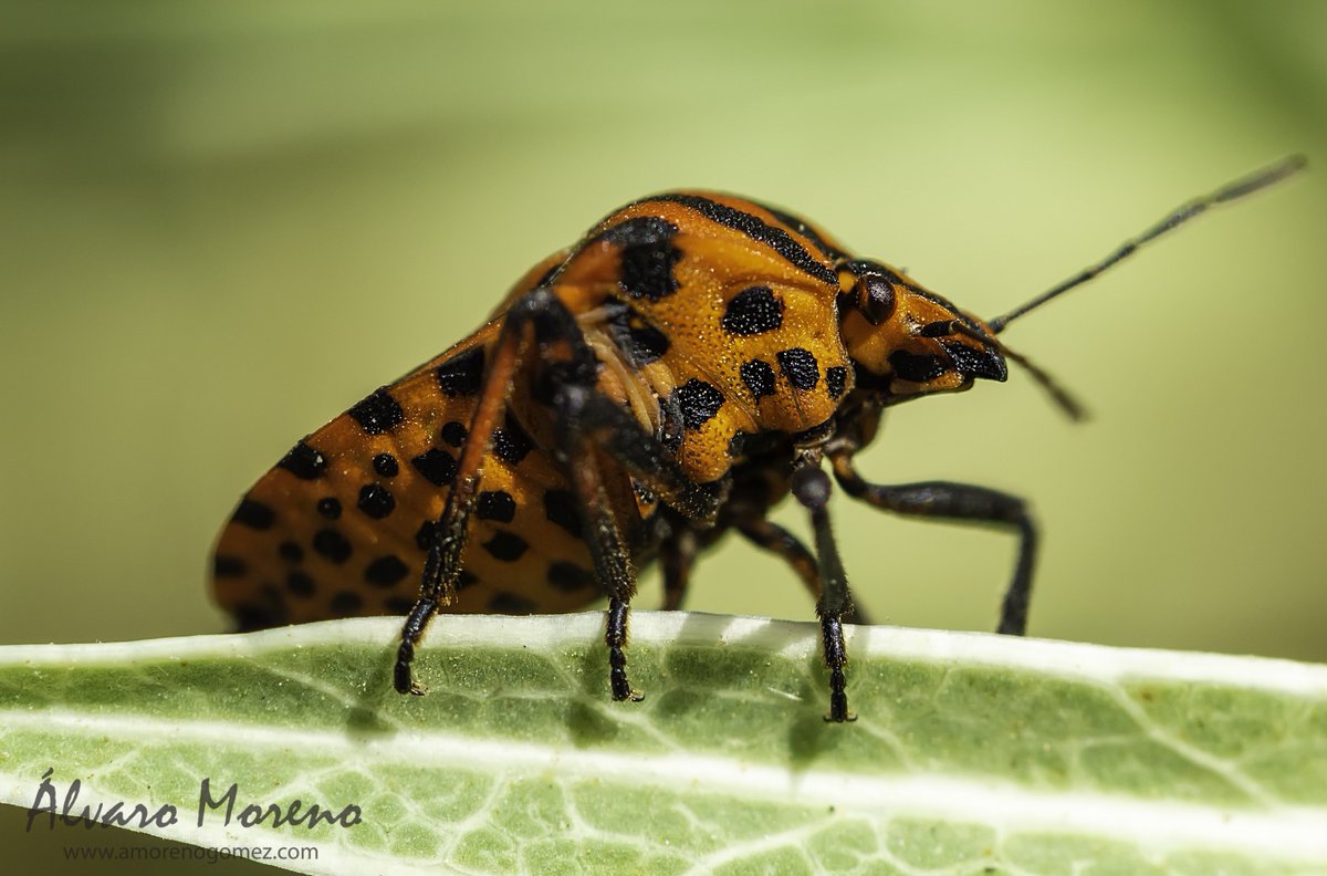 amorenogomez's tweet photo. Chinche rayada obtenida con objetivo M.Zuiko 60 mm. 2.8 macro gracias al programa TEST@WOW de @esolympus.
#photooftheday #olympus #photo #photography #photograph #photoshoot #insect #nature #naturephotography #natureza #macro #macrophotography.. https://t.co/XDYqyEU5Om https://t.co/3PT9YVLxhV
