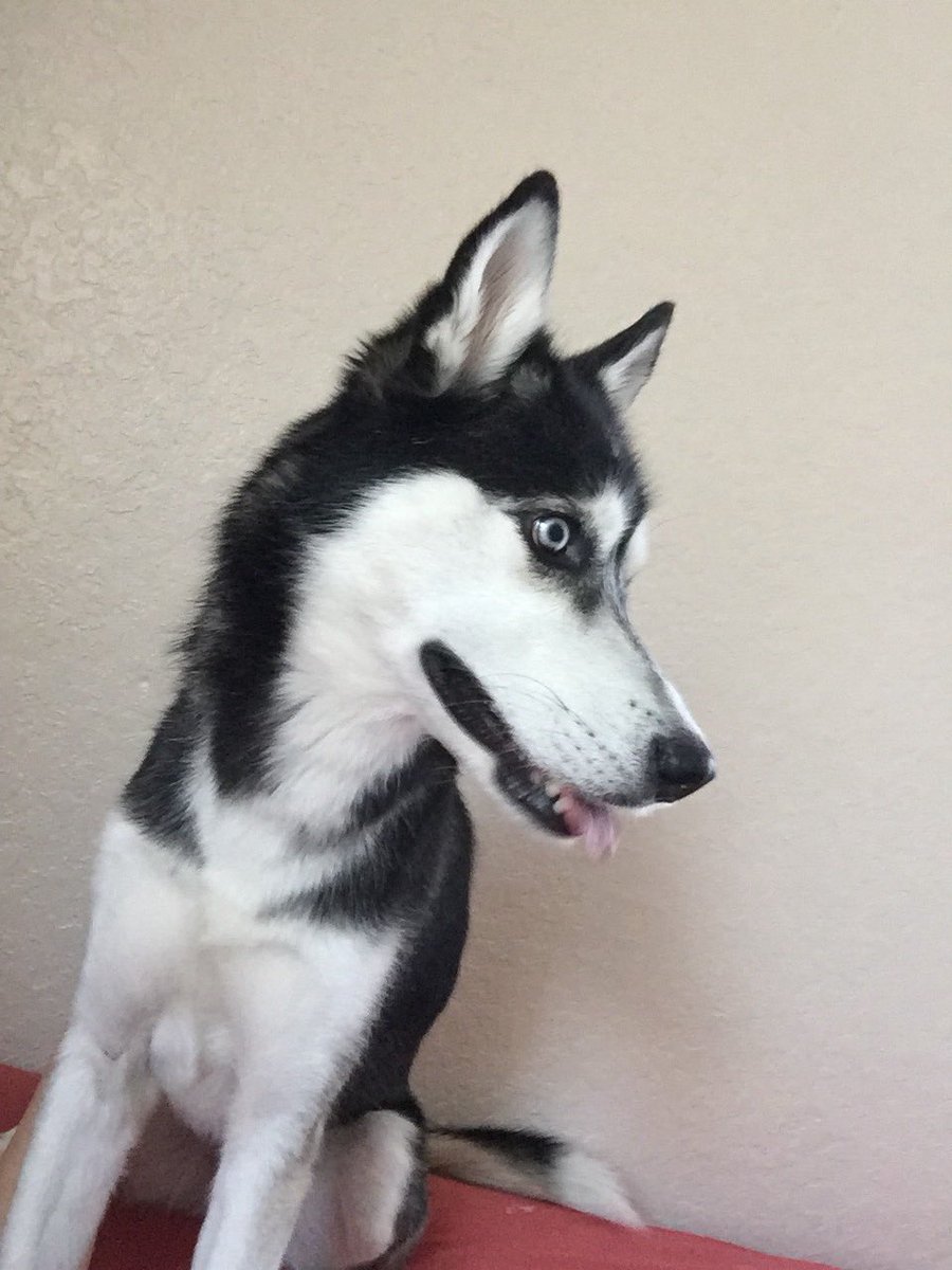 PiedPupper's tweet photo. Look, I'm nekked https://t.co/u9kwmVAjeI