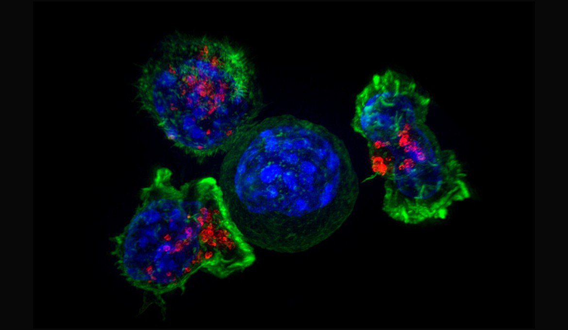 muyinteresante's tweet photo. Descubren un fármaco que paraliza el #cáncer de forma permanente,  deteniendo su crecimiento y diseminación por el organismo y sin dañar las células sanas 😮😮 https://t.co/LjCv1kvjTC https://t.co/wrWVk9twdb