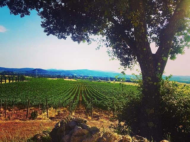 Reposting @cdsbwines: - via @Crowdfire 
Facing the vineyard @conti_di_san_bonifacio •
•
•
•
#contidisanbonifacio #wine #supertuscan #tuscany #underthetuscansun #winery #winestagram #vines #vineyard #2018 #monteregio #cabernetsauvignon #cabernetfranc #syrah