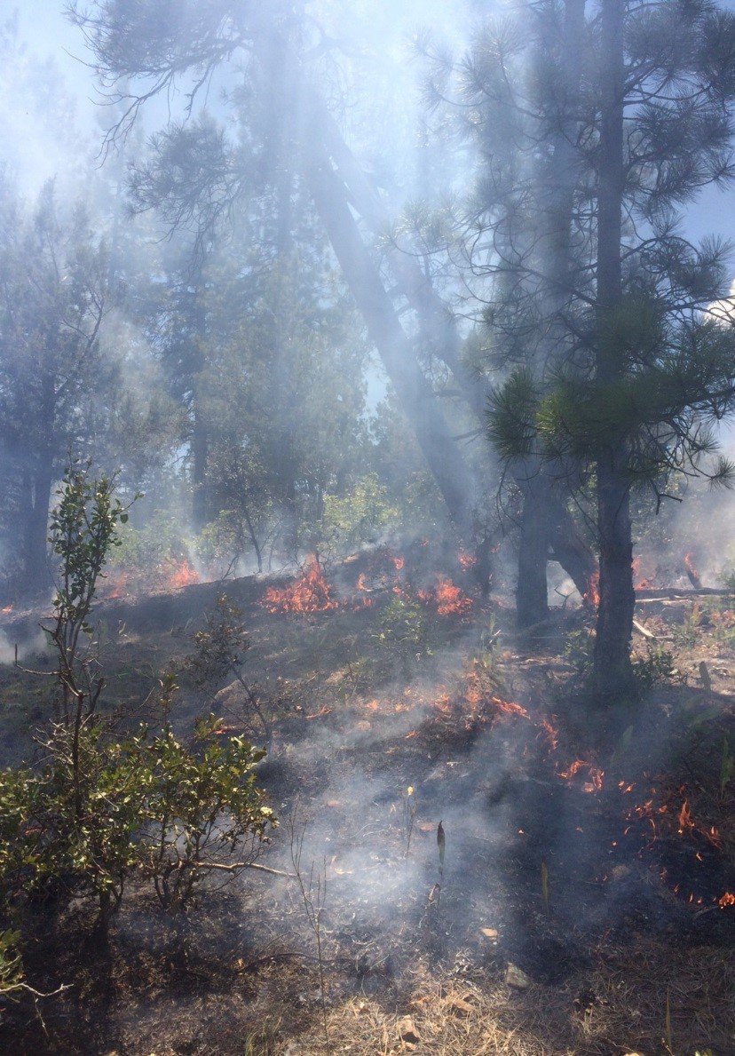 The Fire that didn't happen due to proactive forest management on the #SanJuanNF