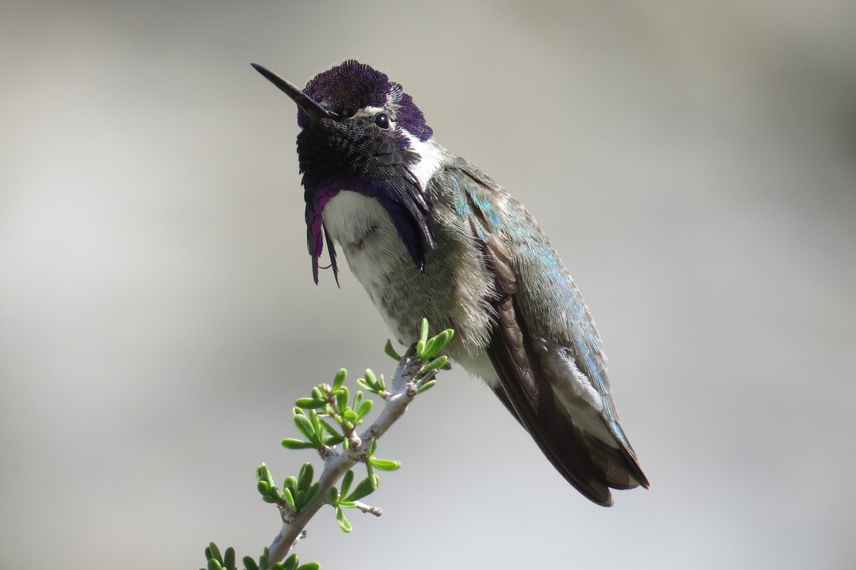 Close up of Costa hummingbird with purple feathers on its head, pale gray and brown with light turquoise feathers on its body perched on a small branch