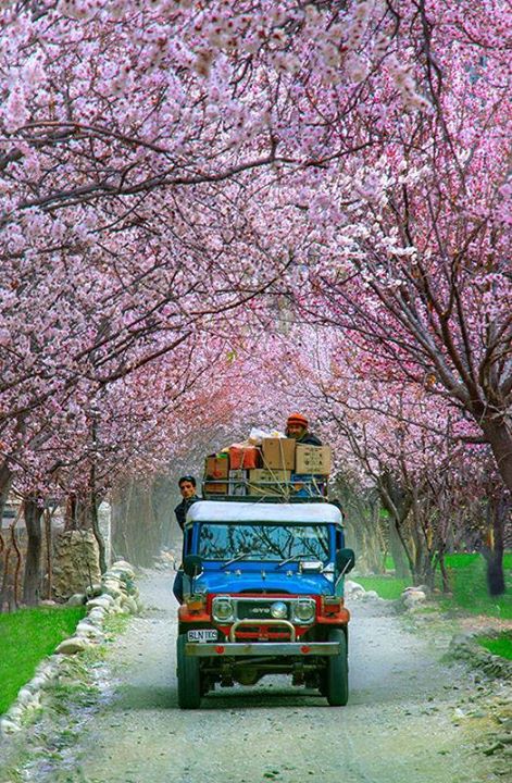 PPMela.com tweet media