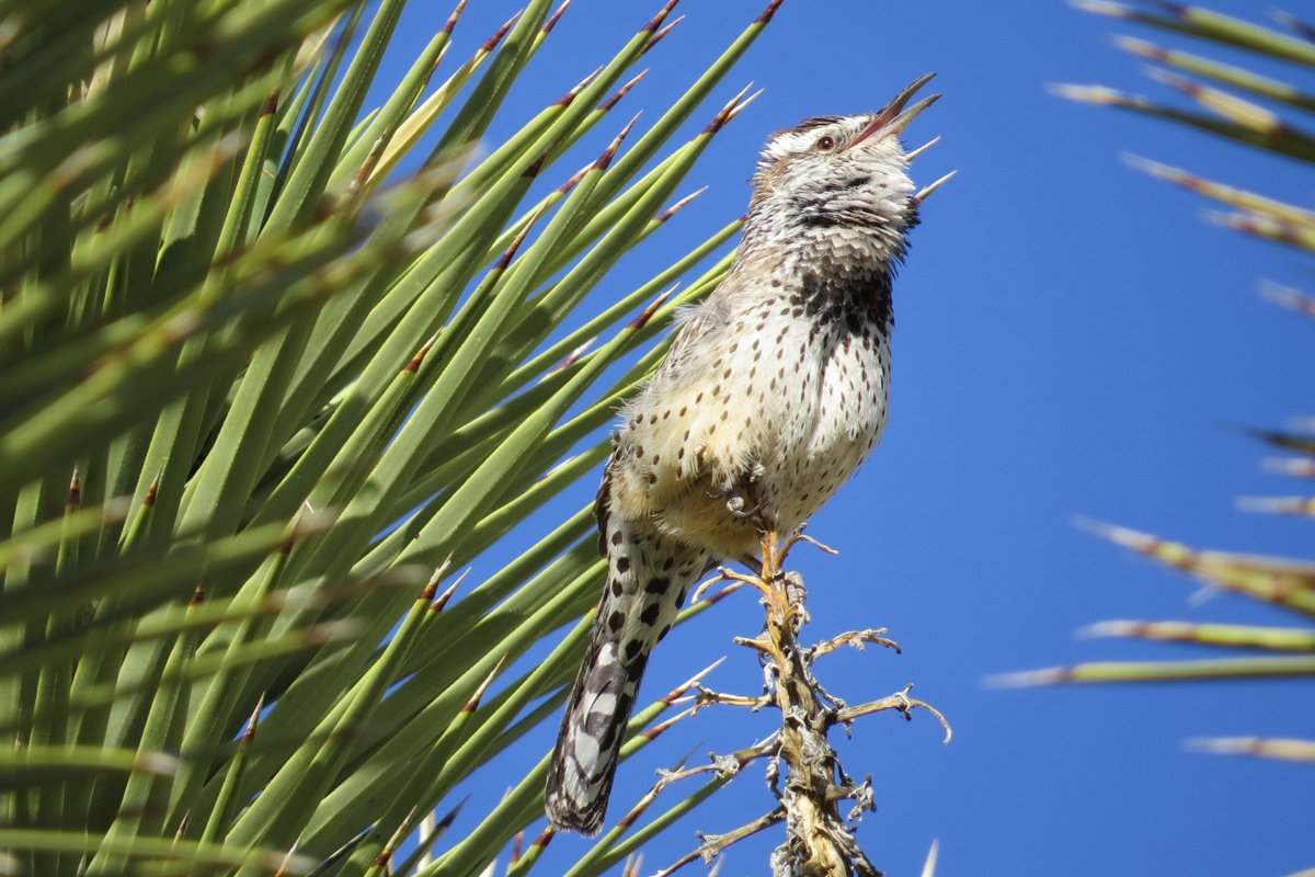 Cactus wren with pale feathers speckled with dark gray and black against bright blue sky and spiky green leaves