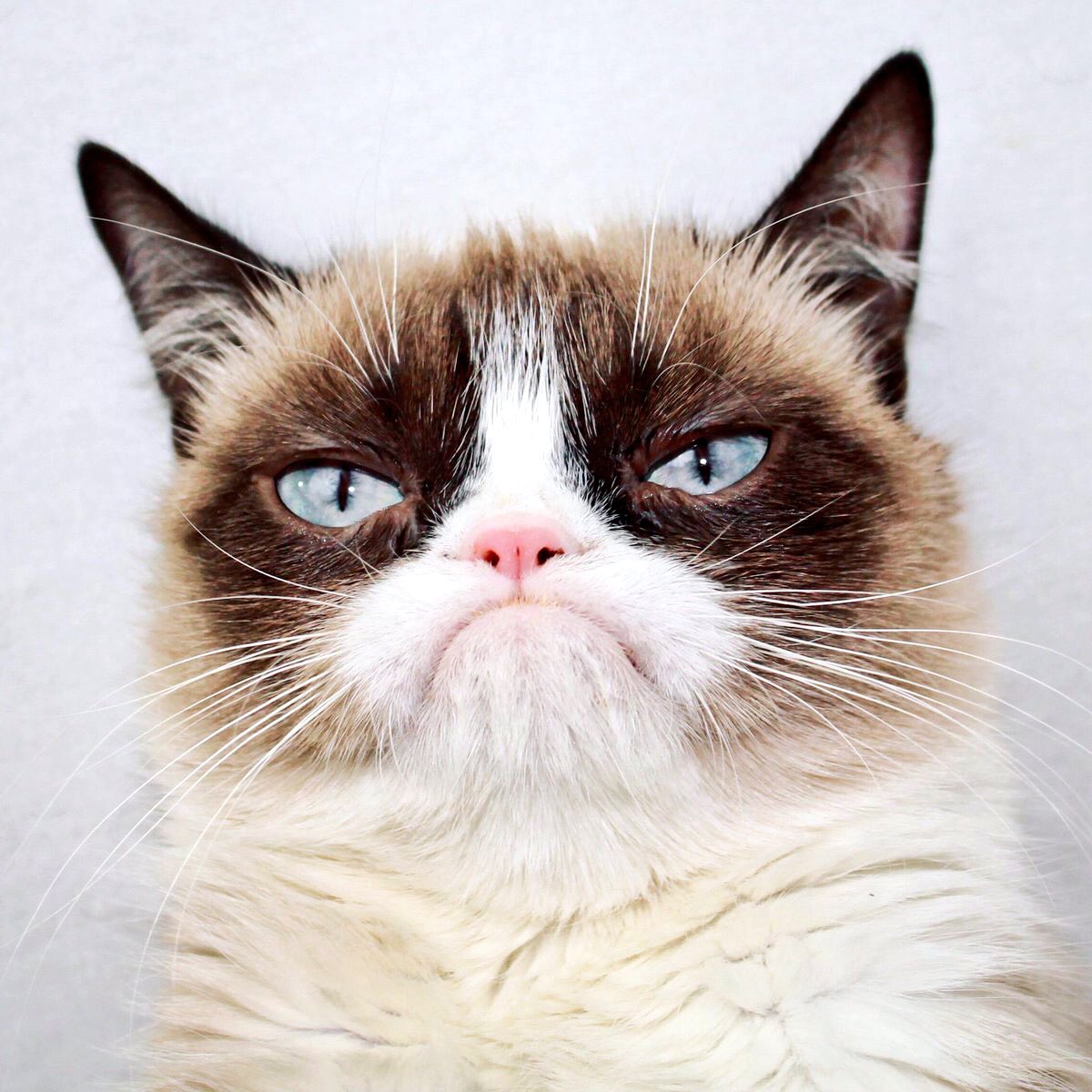 Grumpy Cat on Twitter: