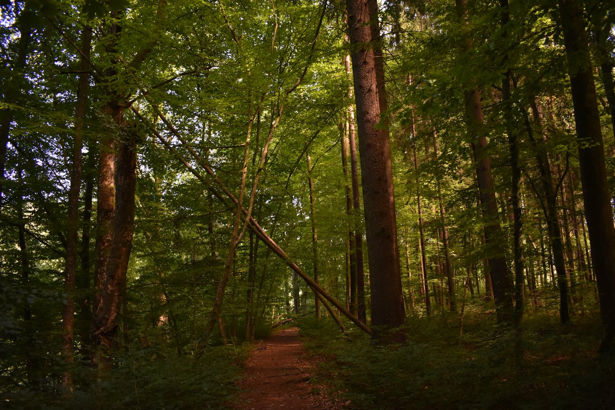 EL_Outdoors's tweet photo. Hiking in #Fränkische - #Schweiz, hot but beautiful. Trees give a break from the intense heat of the sun! #Happurg, #Bayern, #Franken, #Franconia #Bavaria, #Baviera #Deutschland, #Germany, #Germania https://t.co/ikpWm4GALs