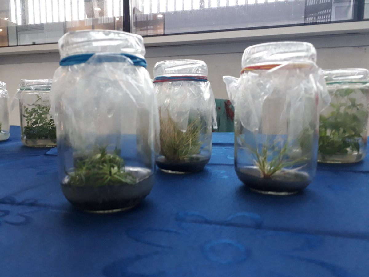 CEDENNA's tweet photo. Ya va a comenzar la expo Nanotecnológica de #pronano, con la participación de los investigadores que crean filtros solares a partir de plantas autóctonas y antárticas. https://t.co/UiKQxh9PN4
