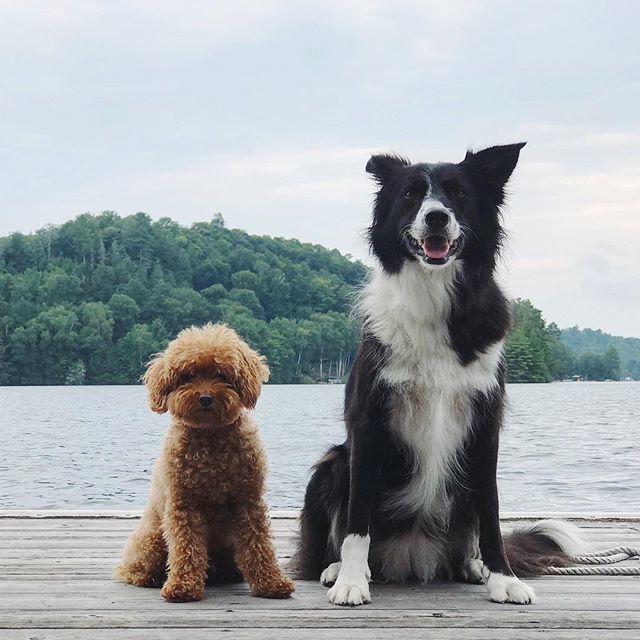 loganslook's tweet photo. Summer Squad 🐶🐶 https://t.co/Ec1y08ldEk https://t.co/4wJoLGpkqj