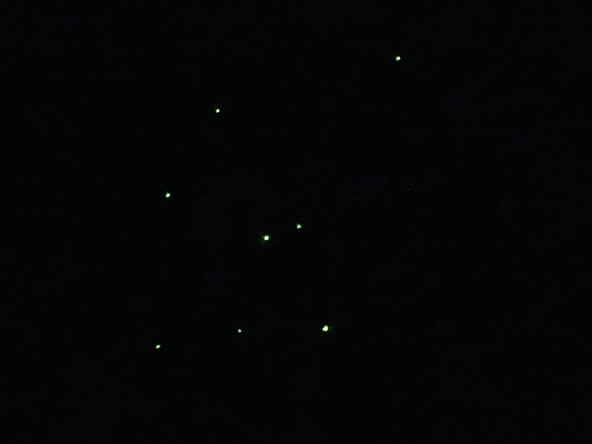 Eleanor_Bladon's tweet image. New blog post on glow-worms is up. #DYK that their larvae inject toxins into slugs and snails which paralyse and dissolve them? Gastropod smoothies all round! wildsnippets.wordpress.com/2018/08/06/abs… @wildlifebcn #wildblogs #outdoorbloggers