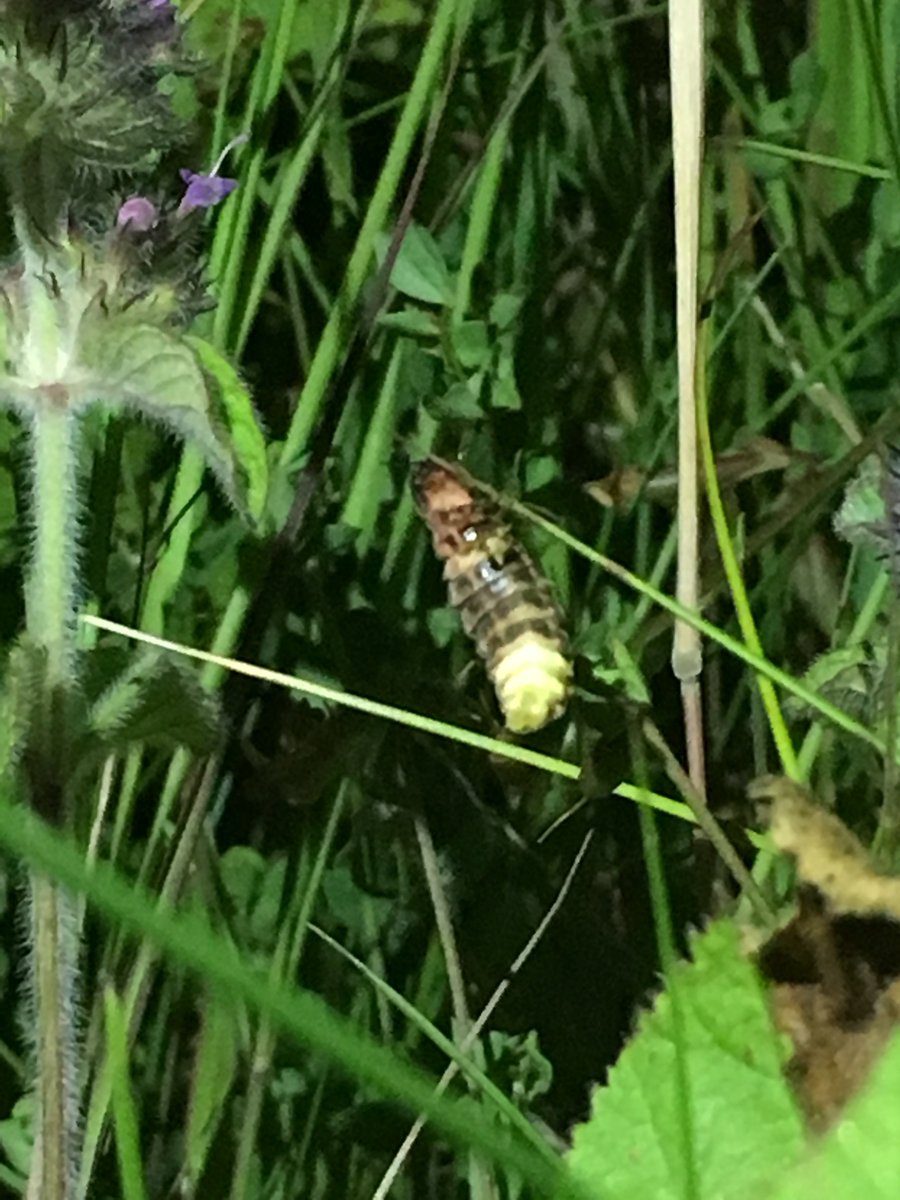 Eleanor_Bladon's tweet image. New blog post on glow-worms is up. #DYK that their larvae inject toxins into slugs and snails which paralyse and dissolve them? Gastropod smoothies all round! wildsnippets.wordpress.com/2018/08/06/abs… @wildlifebcn #wildblogs #outdoorbloggers