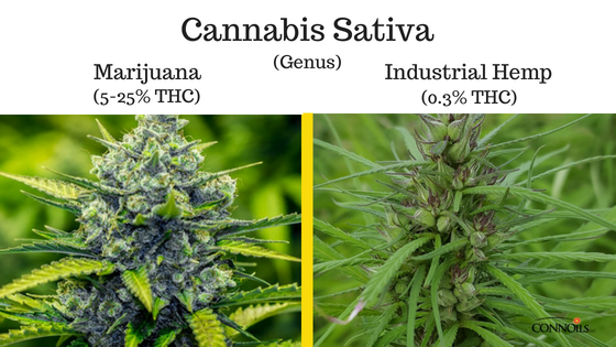 CONNOilsLLC's tweet photo. Some people mistakenly think that hemp is the same as marijuana. This is not the case. While both are part of the cannabis family, industrial hemp plants have no more than 0.3 percent THC, the compound that gives marijuana its psychotropic effects. 

https://t.co/ZWEfKD8DrF https://t.co/lol5mxOsb7
