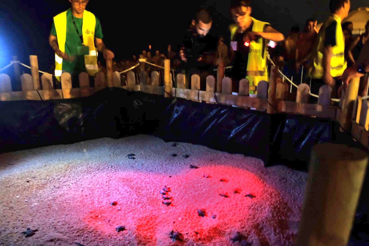 matarocat's tweet image. Aquest matí ha sortit la primera tortuga del niu de la platja de Sant Simó. En aquests moments més tortuguetes han començat a sortir! 🐢🐢🐢#Mataró #Carettacaretta Foto: Marga Cruz/Ajuntament de Mataró