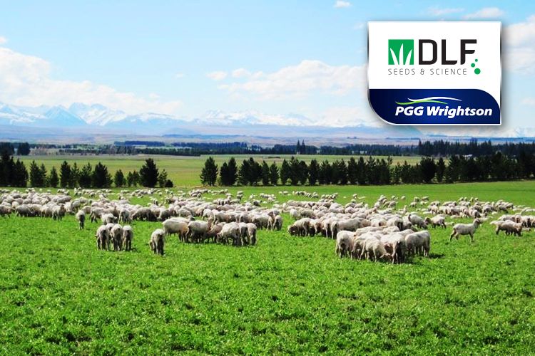 DLFUSA's tweet image. Welcome to the family PGG Wrightson!

PPG Wrightson Seeds is international market leader in the Southern Hemisphere within forage and turf seeds, with activities in New Zealand, Australia, Uruguay, Argentina and Brazil.

For more information:
buff.ly/2M07T9F