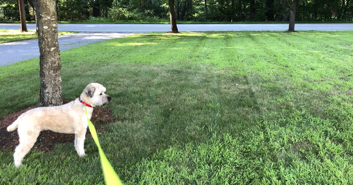 janedwilliams's tweet photo. 💁🏻‍♀️I still got it! Got the lines down. Feeling 🦀y about the lawn, though. @Seeds_McGrass @JeradRMinnick https://t.co/9tQd7bQQky