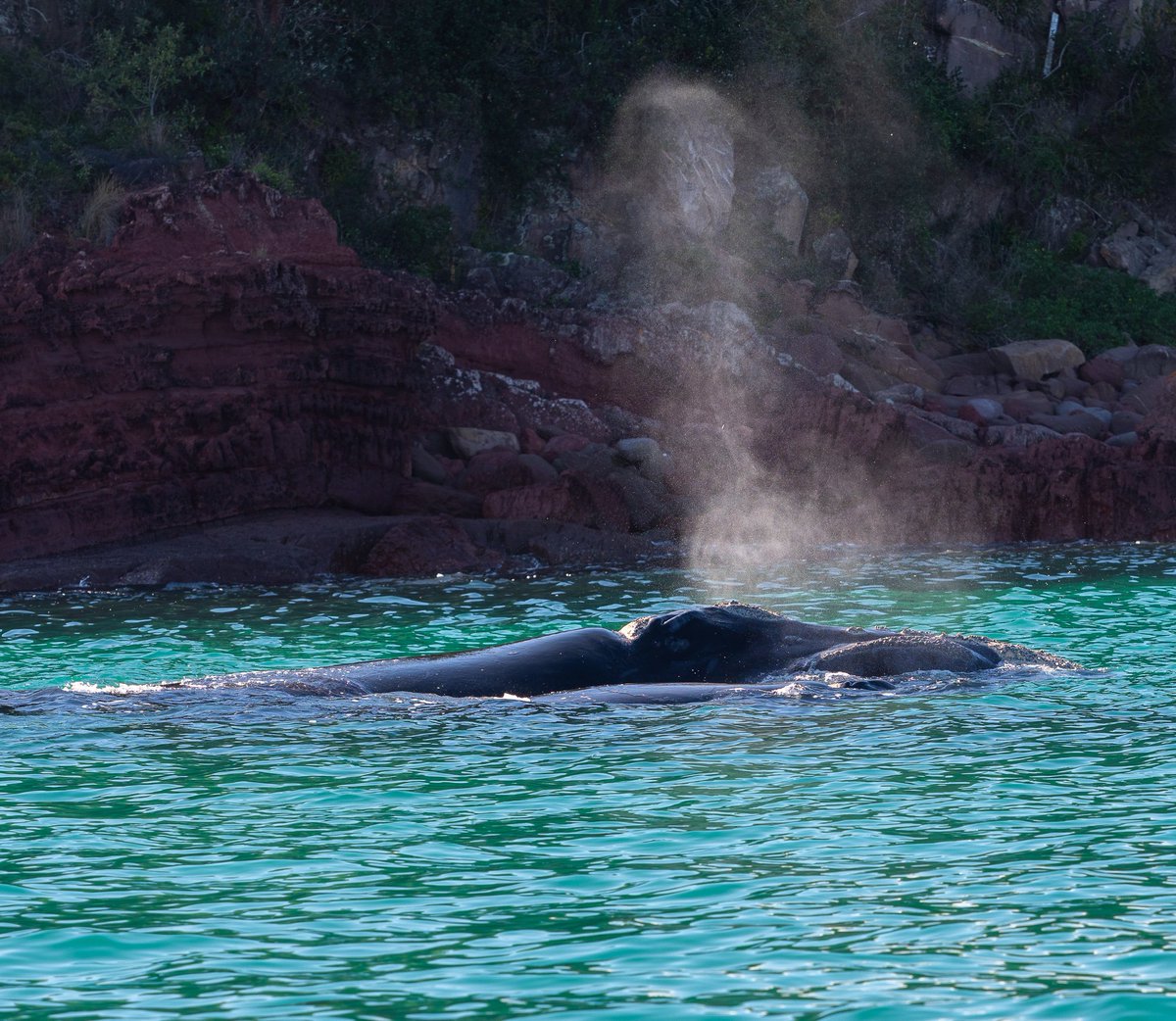 The annual whale migration is kicking off early with this Southern Right Whale Mum and Calf spotted near the shore at Bar Beach - we've also had sightings from shore at Short Point this week, yeeeessssssss, we love whale season!!!  😍😍😍