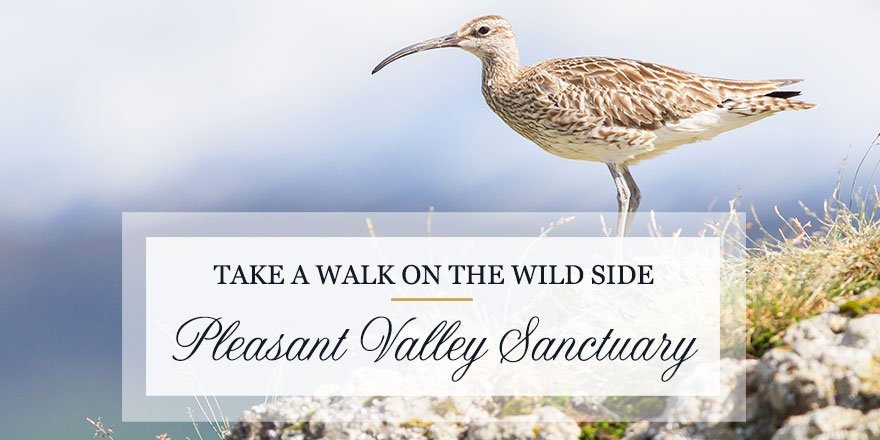 HamptonTerrace's tweet photo. Go #exploring while you stay with us this summer! 🍃 Head outside to the Pleasant Valley Wildlife Sanctuary for trails, views, and wildlife. 🐾 Then return to our #bedandbreakfast for some much-needed #relaxation. Plan your day outside here >> https://t.co/pHWJHPuYef ☀️ https://t.co/3C5U5UtOKu