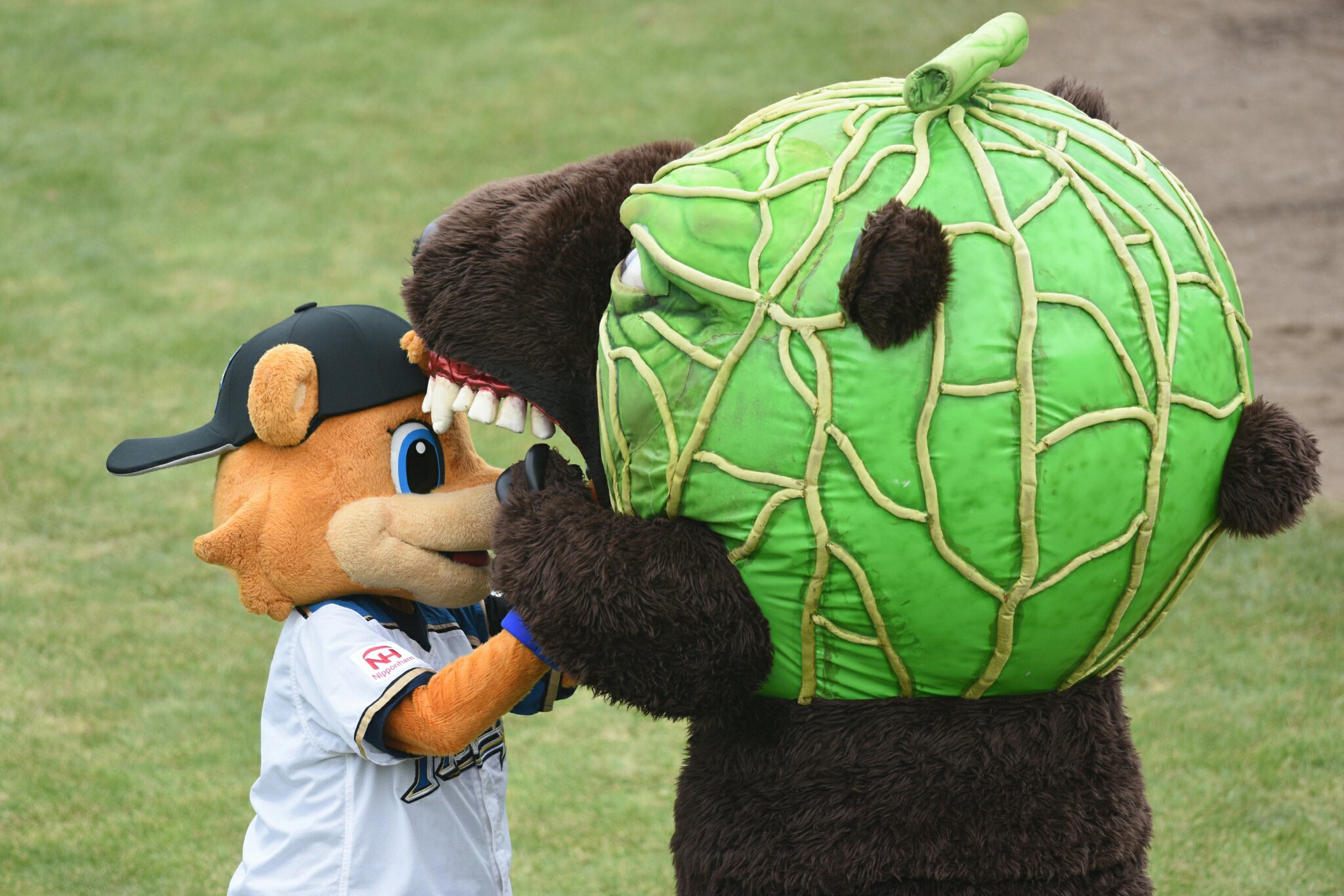 You 18 8 4 夕張サングリンスタジアム 熊の共食いを見た T Co Druu1rgwpm Twitter