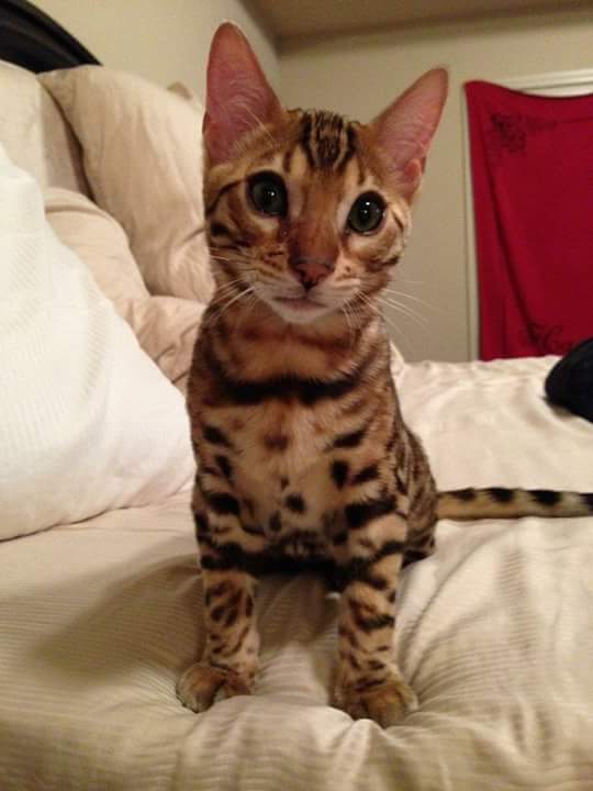ballfan1985's tweet photo. @Protentialmn My Bengal is 3 now, best purchase you'll ever make https://t.co/AVBtKEKo1a
