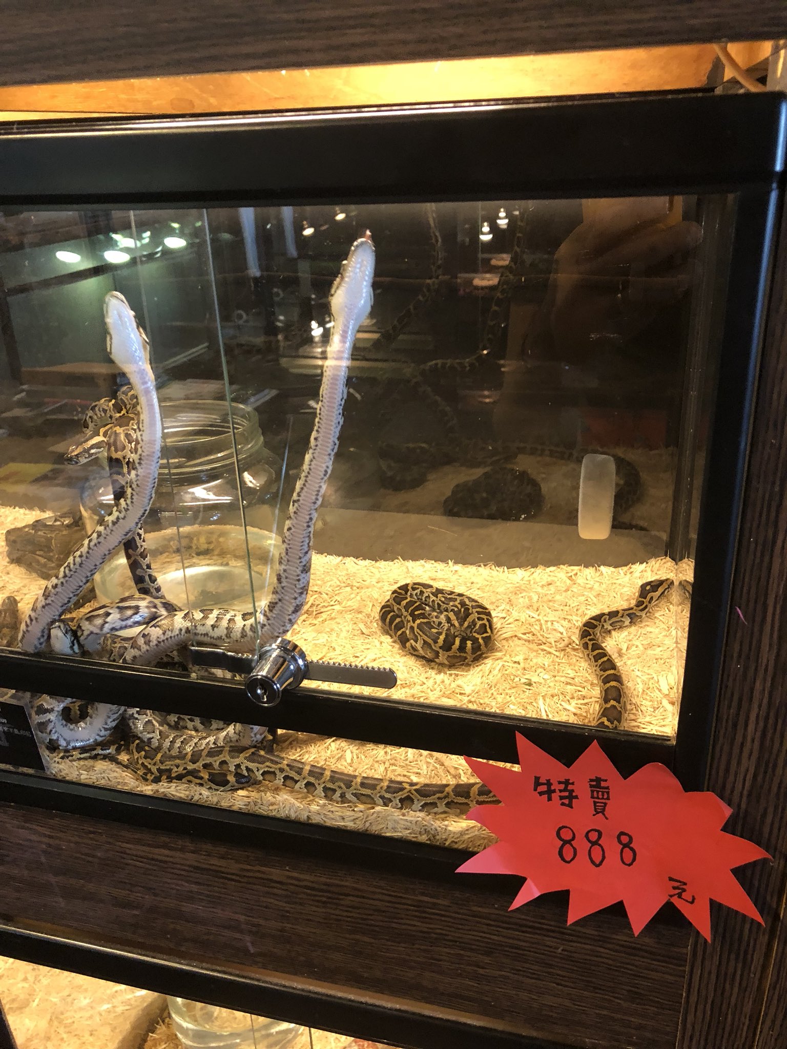 Maru そいや台湾で ノーマルのボールパイソン だよね がひとつのケージにたくさん入っててびっくりした 8元だから3000円くらいか 特売って書いてあるねw