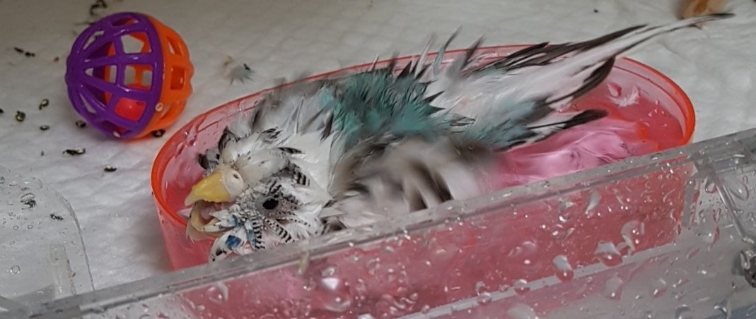 난 이런 고슴도치 모르는데