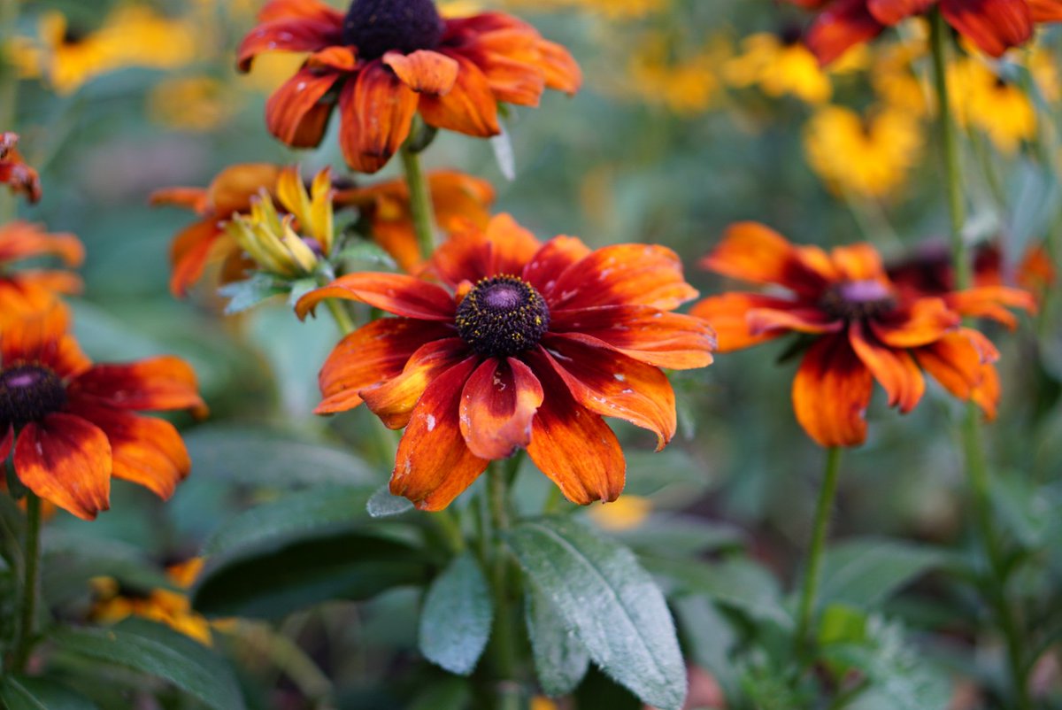 phenoglad1's tweet photo. 🌸 Esta é a Helenium 'Moerheim Beauty' no Kensington Gardens, Londres / Helenium 'Moerheim Beauty' at Kensington Gardens, London. 🌺

#GardenersWorld #gardening #garden #gardner #jardinagem #jardim #mygarden #urbanismo #natureza #revistanatureza  #mixedborders #arquitetura https://t.co/NS9na7rIRD