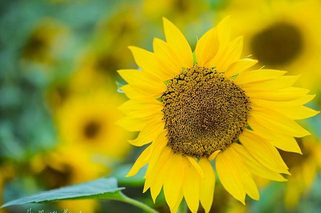 .
Japanese Sunflower 🌻 .
.
.
#sunflower #sunflowers #sunflowersmile #sunflowerfields #sunflowerlover
#flowerporn #macro_perfection #macro_mood #kings_flora #nature_sultans #flowerstalking #flowersturk #fabulous_shots #tgif_nature #floralstyles_gf #fl… ift.tt/2ANQ3S5