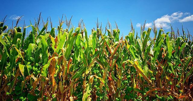 FernwehFreya's tweet image. Corn!
.
.
.
#roadsideamerica #havefuntoday #happydays #neverstopexploring #travelwriter #instago #wanderlust #ig_captures #liveauthentically #liveunscripted #greenfields #killeverygram #smalltownusa #simplepleasures #whyweadventure #photographysouls #sma… ift.tt/2M8M1In