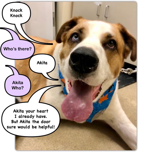 VetCancerGroup's tweet photo. Our friend Toby is *the* cutest!

#sillydog #gooddog #knockknock #akitamix #greatdanemix #stbernardmix #saintbernardmix #dogjokes https://t.co/rpss47NeEq