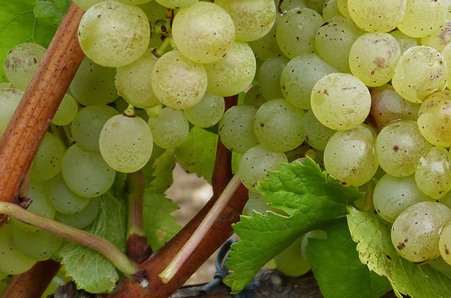 Researchers at #France's Institute of #Agronomical #Research @Inra_France recently received permission to grow 4 #grape varieties that are #genetically resistant to mildew rot, eliminating much of the need for #pesticides. #wine winesocial.co/news/wines/937… via <a href="/WineSocial/">WineSocial</a>