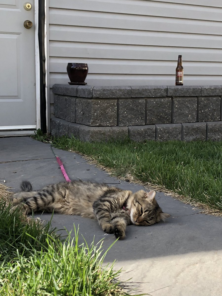 Tula48656290's tweet photo. I took a nap outside today. It was nice.
#catnap #CatsOfTwitter #catsoutside #catlife #MeowMonday https://t.co/m2WUzauPLW