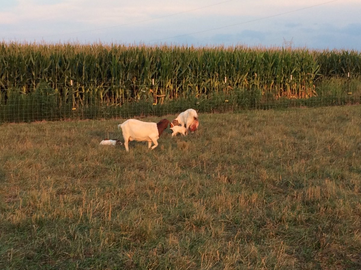RLOien's tweet photo. Just a bunch of Moscow Township residents watching newborn baby goats! https://t.co/j3Hk2K9j2H