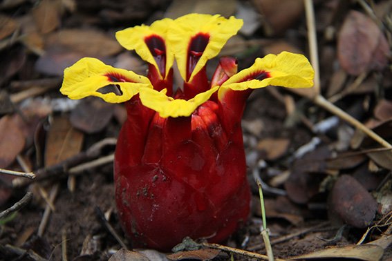 PTKBotanical's tweet photo. #PhaTadKe was at a #ginger #conference in #Singapore last week. #Blog on it here: https://t.co/ceq4nlvD3b 
#botany #botanicgarden #scienceconference #loveplants https://t.co/aqAht3cWZd