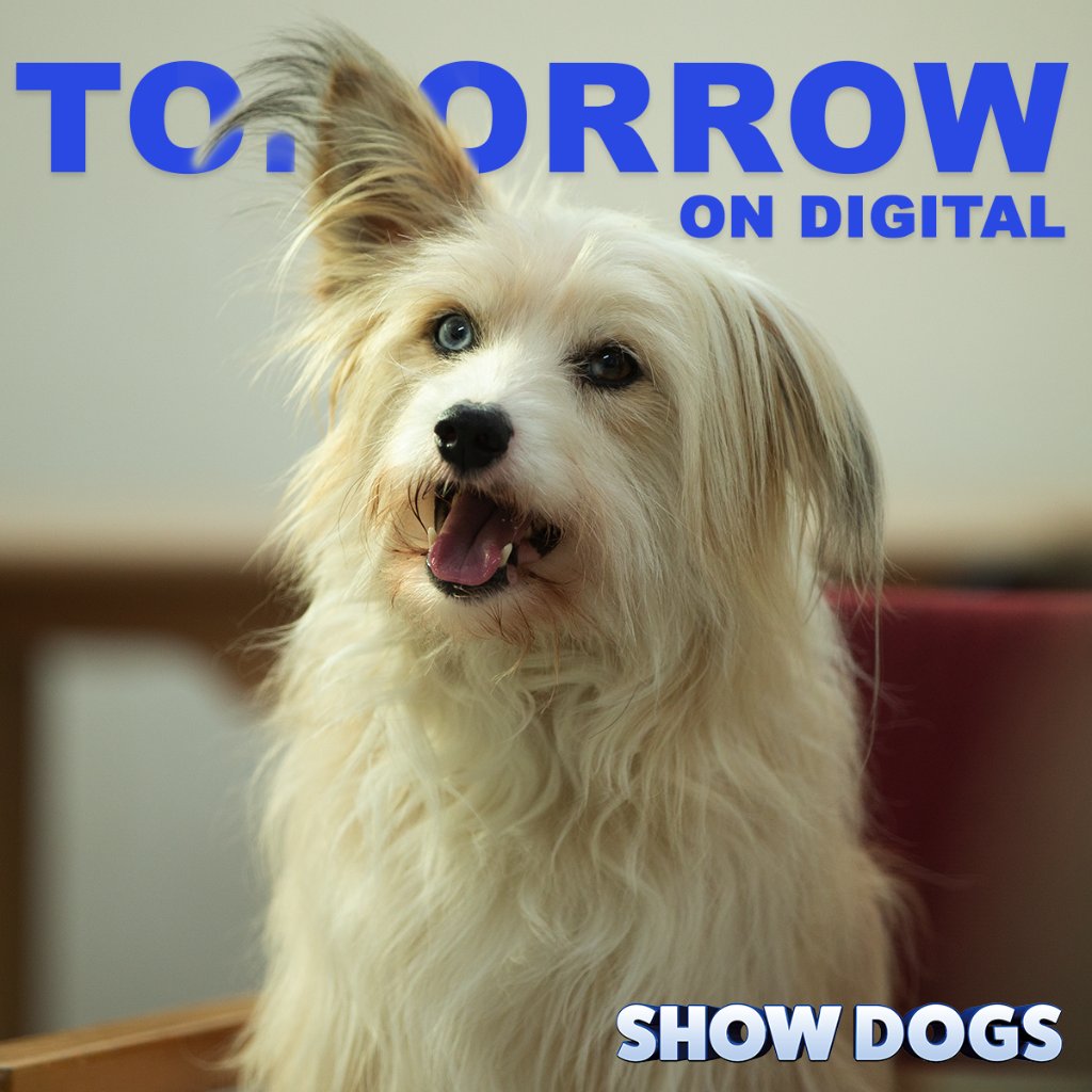 Paws up ( or ears up ) if you're excited for #ShowDogs on Digital tomorrow!! 
uni.pictures/ShowDogs