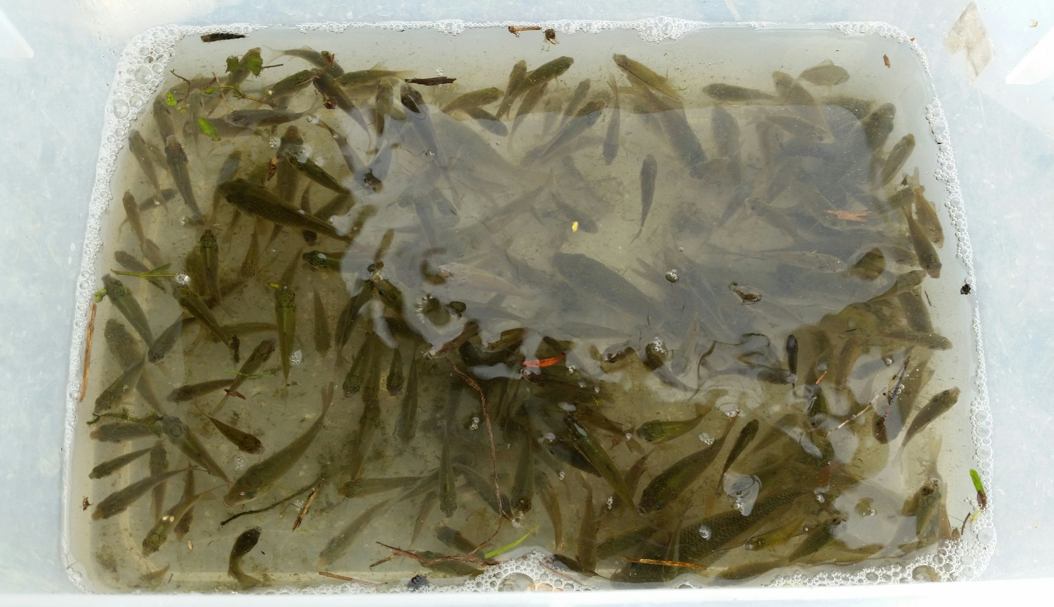 水夢 今日の外来魚駆除の成果 ノコギリガザミとタガメの餌にするので大雑把ですがサイズ別にストックします ３枚目の画像は在来 魚とタイバラとスジエビでゲンゴロウ ナミゲン と混泳させます 鯉 コイ ヘラブナ ゲンゴロウブナ 外来魚 T