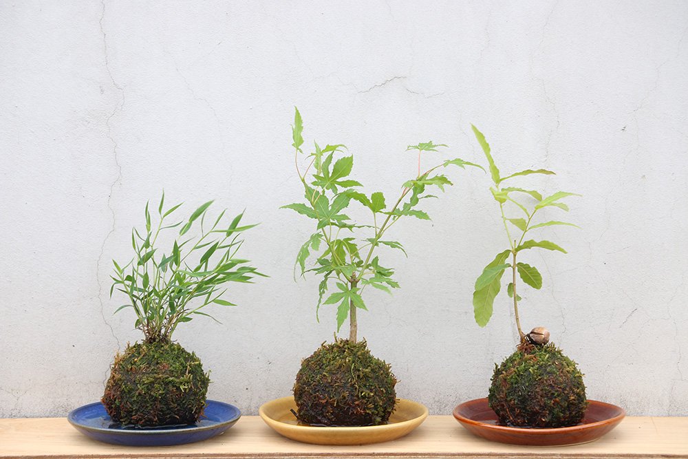 中川政七商店 花園樹斎 8月の季節鉢 お持ち帰りしたい 日本の園芸 をコンセプトとする植物ブランド 花園樹斎 今月は目にも涼を感じられる涼やかな苔玉を用意しました 中川政七商店全店 一部店舗除く 公式オンラインショップにて8 31まで