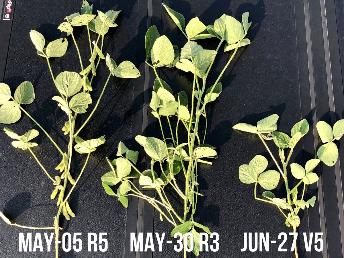 jimmiseed's tweet photo. Planting date trial at Penn State. Showing 2416R2X but there are 4 varieties across this trial.
@ChannelSeed
#agriculture #soybeans #research #plantfirst https://t.co/8nk60g6PqY