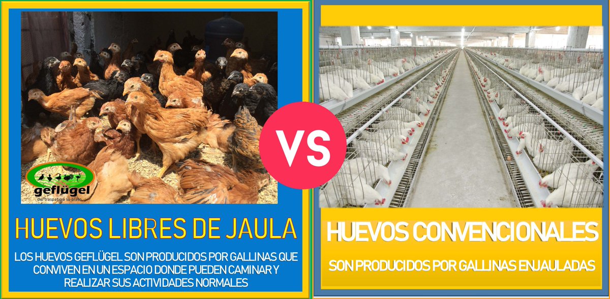 geflugel_mexico's tweet image. Diferencias entre la producción @geflugel_mexico VS producción convencional. #GeflugelMexico #Fact1