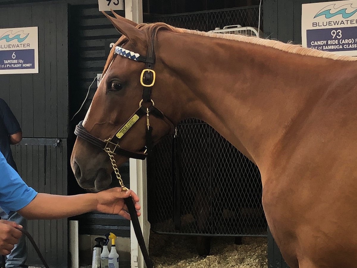 SaratogaGoose's tweet photo. In the sales ring now: Pharoah-She Be Classy. #FtSar #FTSelect #Hip104 https://t.co/cKDBTAdNOf