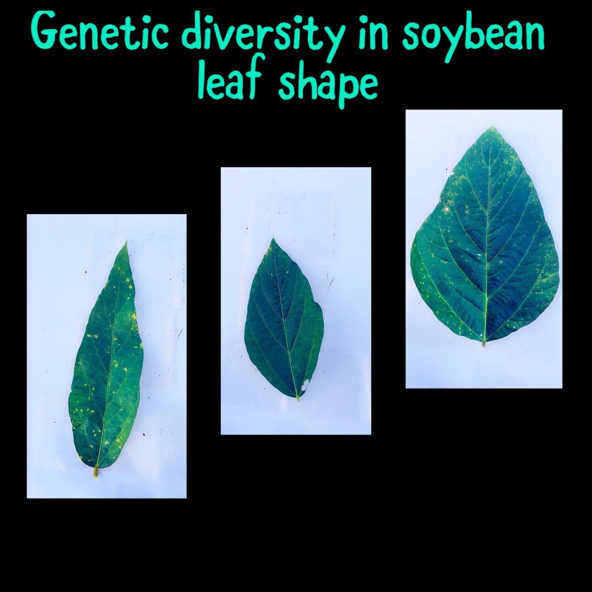 Avjinder89's tweet image. Genetic diversity in #LeafShape #LeafArea #LeafAngles #LeadPubescence #LeafLength #LeafWidth @UnitedSoy @ASA_Soybeans