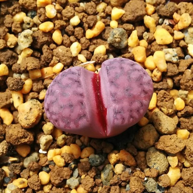_Anne__'s tweet photo. #リトープス
#purper
#C369 https://t.co/jHKHBamM5p https://t.co/FJegKhiH52