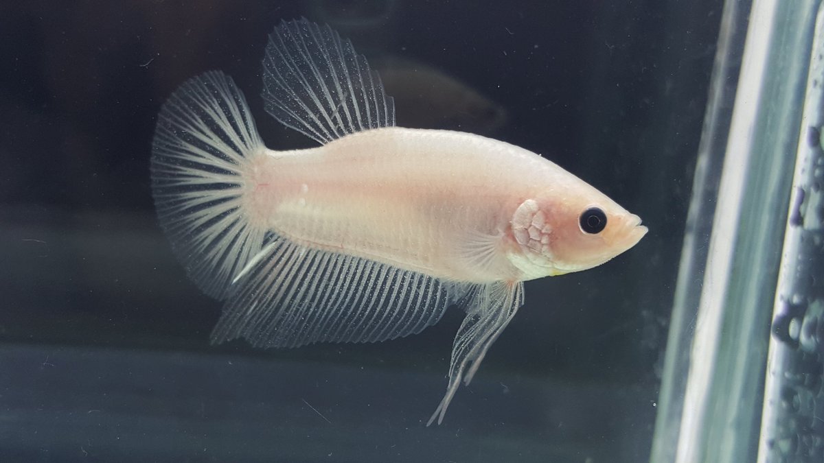 cellophane betta for sale