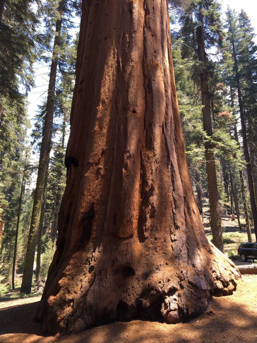 GalsWander's tweet photo. @beckworthandco @jpcacho @loveGoldenHeart @SouthernerSays @HHLifestyleTrav @always5star @Sostraveluk @Fit_life360 @glasgow_bruce @braedin You KNOW Iโm all about the tall trees!!(btw, these are photos 9-13 @RoarLoudTravel #CaliforniaDreaming #sequoianps @VisitSekiParks @VisitCA) #WhereGalsWander #MoreToLife https://t.co/Wu1vNlVxZo
