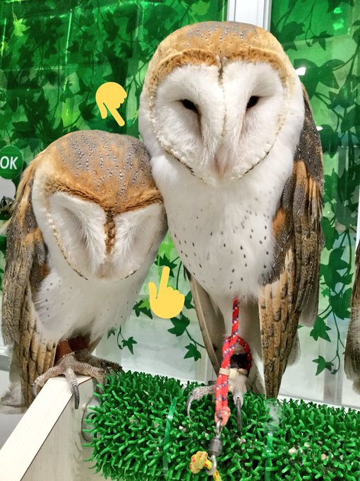 メンフクロウのtwitterイラスト検索結果 古い順