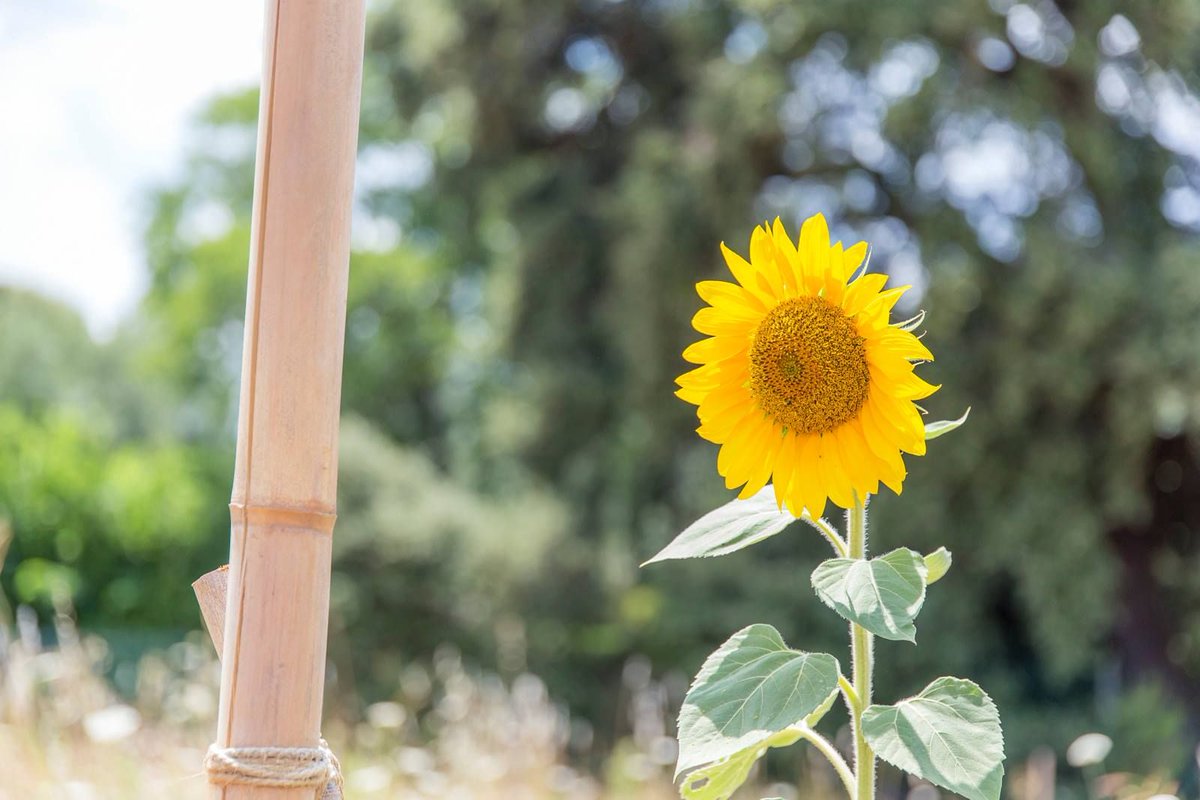 Elle est ti' pas belle la nature ;) ? 
#Tournesol #Permaculture #nature #OasisCitadine