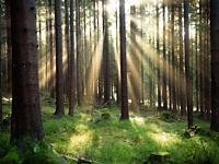 Natürliche und nachwachsende #Baustoffe sind gefragter denn je. Nur woran erkennt man nachhaltiges #Holz?
buff.ly/2IzbncA