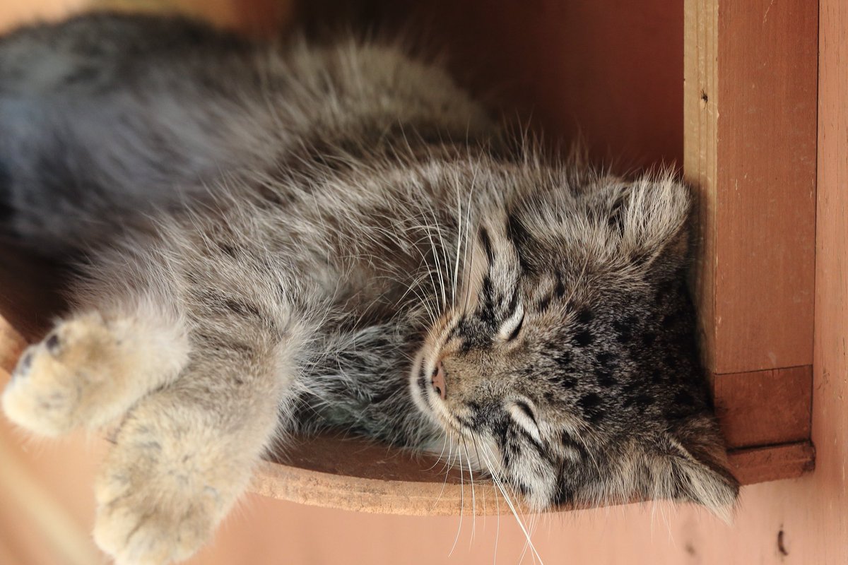 Royg 寝顔はどう見ても普通の猫 ま 猫だし 笑 マヌルネコ Pallascats Manul 猫写真 埼玉県こども動物自然公園 動物写真 動物好きな人と繋がりたい T Co Upyk4l2oh2 Twitter