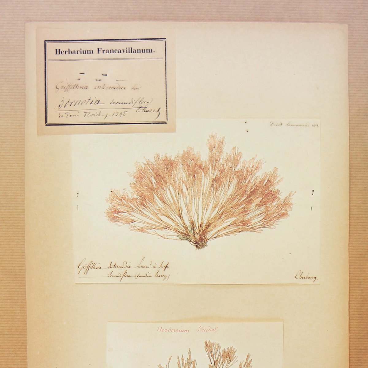Morgane Le Breton (@morganelb) on Twitter photo 🌿 "Un herbier est une clé-USB, une mémoire, et la mémoire est, par définition, ce qui doit révéler, à n’importe quel moment, un autre temps." H.Bonnard pour sauvonslherbier.com <a href="/Herbier_MPU/">Herbier Montpellier Université MPU</a> 🌿 "Un herbier est une clé-USB, une mémoire, et la mémoire est, par définition, ce qui doit révéler, à n’importe quel moment, un autre temps." H.Bonnard pour sauvonslherbier.com <a href="/Herbier_MPU/">Herbier Montpellier Université MPU</a>