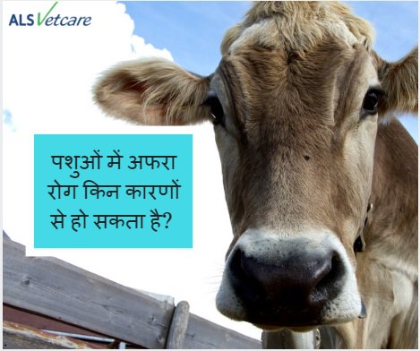 alsvetcare's tweet photo. जानिए, पशुओं में अफरा रोग किन कारणों से हो सकता है? 
•पशुओं को खाने में गिला सड़ा हरा फलीदार चारा खिलाना|
•जेई, बरसीम और रसदार हरे चारे जो पूरी तरह से पके नहीं है|
•अचानक भोजन में परिवर्तन कर देने से|
•भोजन नाली में बाल के गोले, कीड़ों से रूकावट होना|
#veterinary #vetcare https://t.co/mN5bLh4jqz