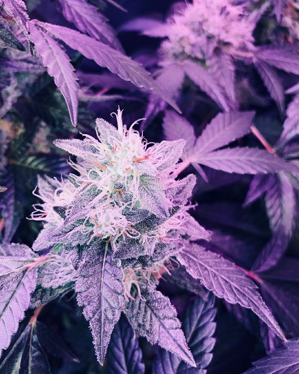 Mispectra's tweet image. 2 days later,we will build an Internal FB and IG groups,just for grower.If you are interested in,you can message us at first.waiting for uuuu.

mispectra.com