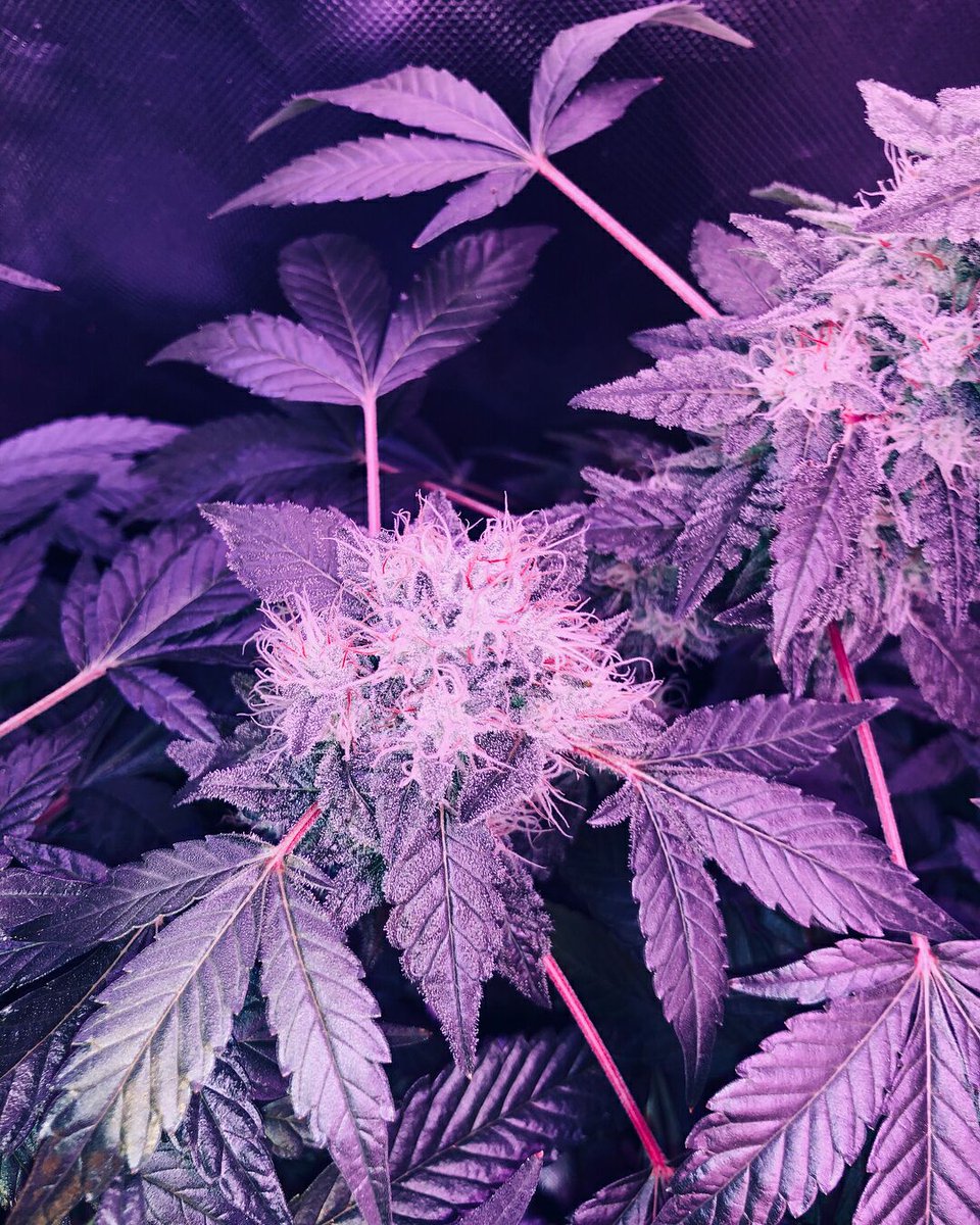 Mispectra's tweet image. 2 days later,we will build an Internal FB and IG groups,just for grower.If you are interested in,you can message us at first.waiting for uuuu.

mispectra.com